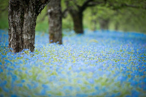 Forget-Me-Not Seeds