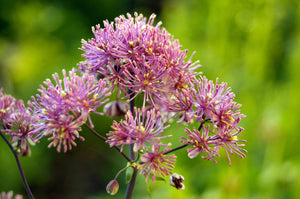 Columbine Meadow Rue Seeds