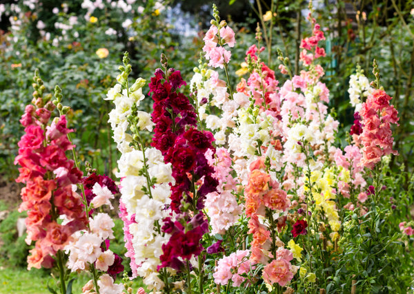 Madame Butterfly Snapdragon Seeds