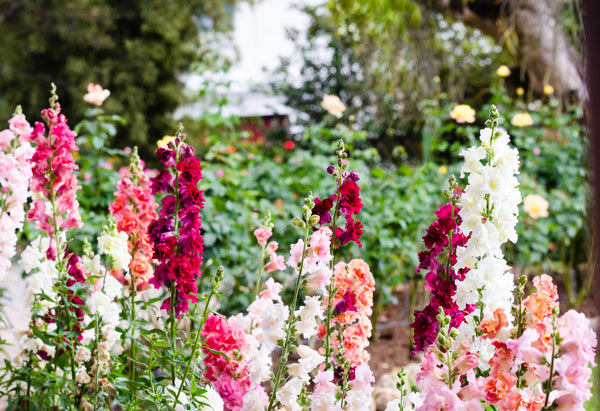 Madame Butterfly Snapdragon Seeds