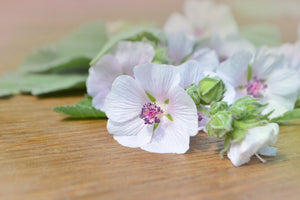 Marsh Mallow Althaea Seeds