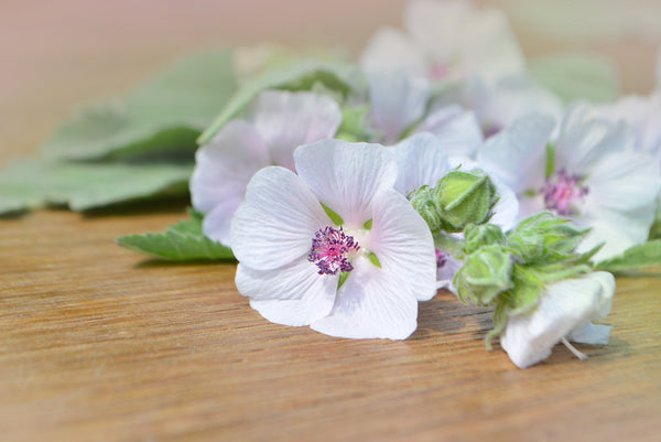 Marsh Mallow Althaea Seeds