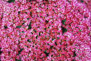 Emperor's Wave Sedum Seeds
