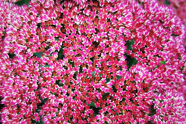Emperor's Wave Sedum Seeds