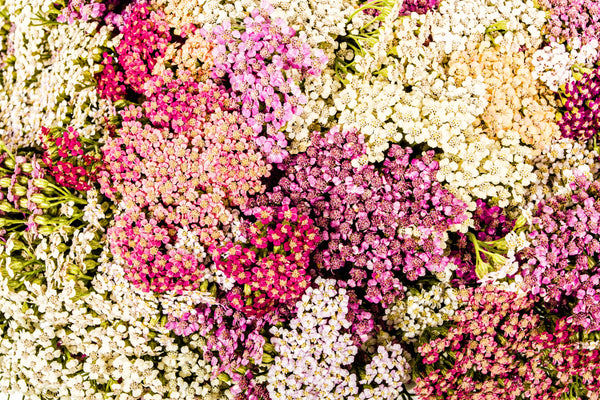 Mixed Summer Yarrow Seeds