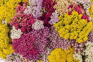 Mixed Summer Yarrow Seeds