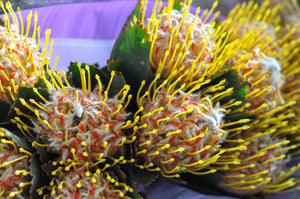 Buttonbush Shrub Seeds