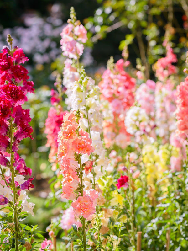 Madame Butterfly Snapdragon Seeds
