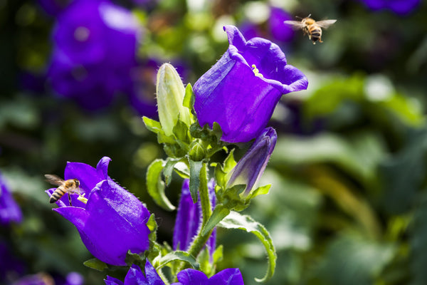 Blue Canterbury Bells Seeds