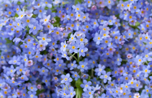Forget-Me-Not Seeds