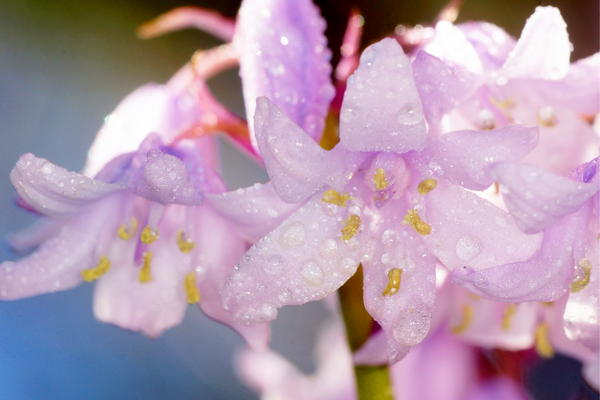 Wood Hyacinth Seeds