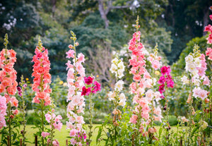 Madame Butterfly Snapdragon Seeds