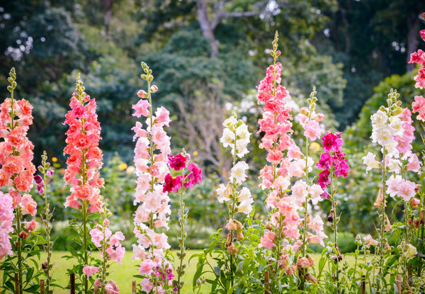 Madame Butterfly Snapdragon Seeds
