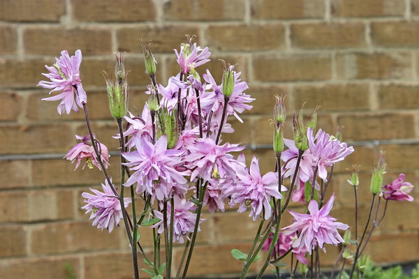 Tall Double Columbine Seeds (Mixed Colors)