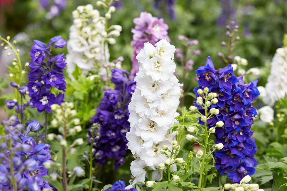 Rocket Larkspur Seeds - Giant Imperial Mix