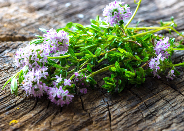Summer Savory Seeds