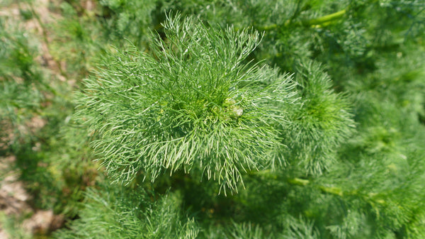 German Chamomile Seeds