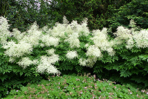 Goat's Beard Seeds
