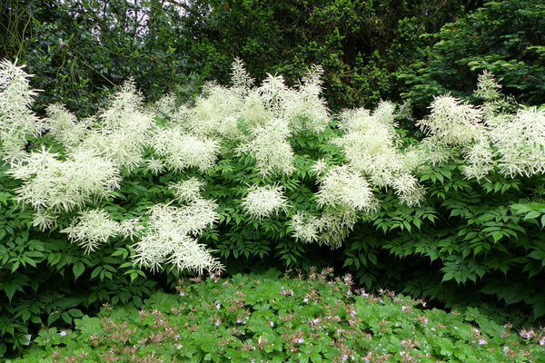 Goat's Beard Seeds