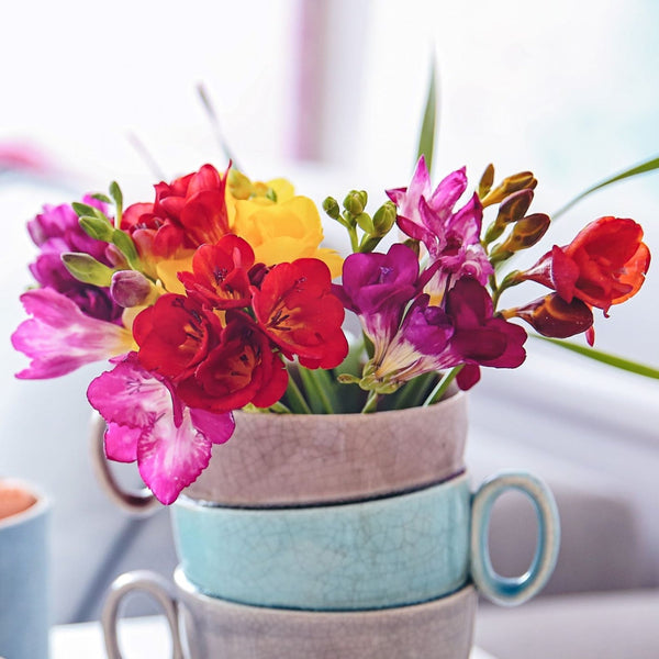 Tropical Sunset Collection Mixed Color Freesia Bulbs