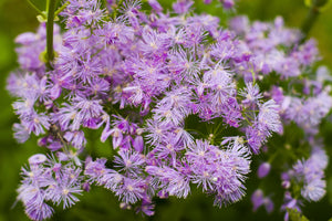 Columbine Meadow Rue Seeds