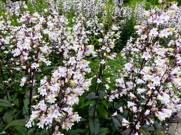 Husker Red Penstemon Seeds
