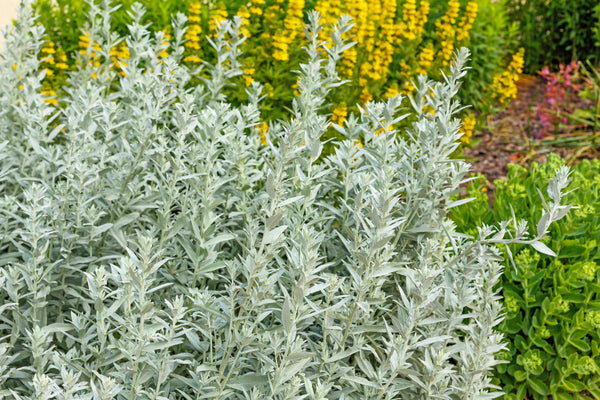 Prairie Sage Seeds