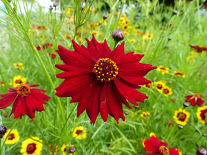 Mahogany Midget Coreopsis Seeds