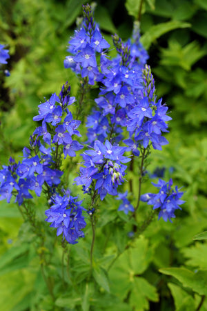 Royal Blue Speedwell Seeds