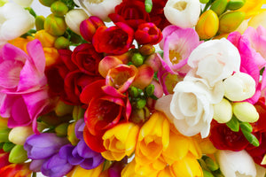 Royal Champion Mix Freesia Seeds