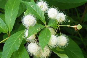 Buttonbush Shrub Seeds