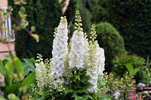 Giant Imperial White King Larkspur Seeds