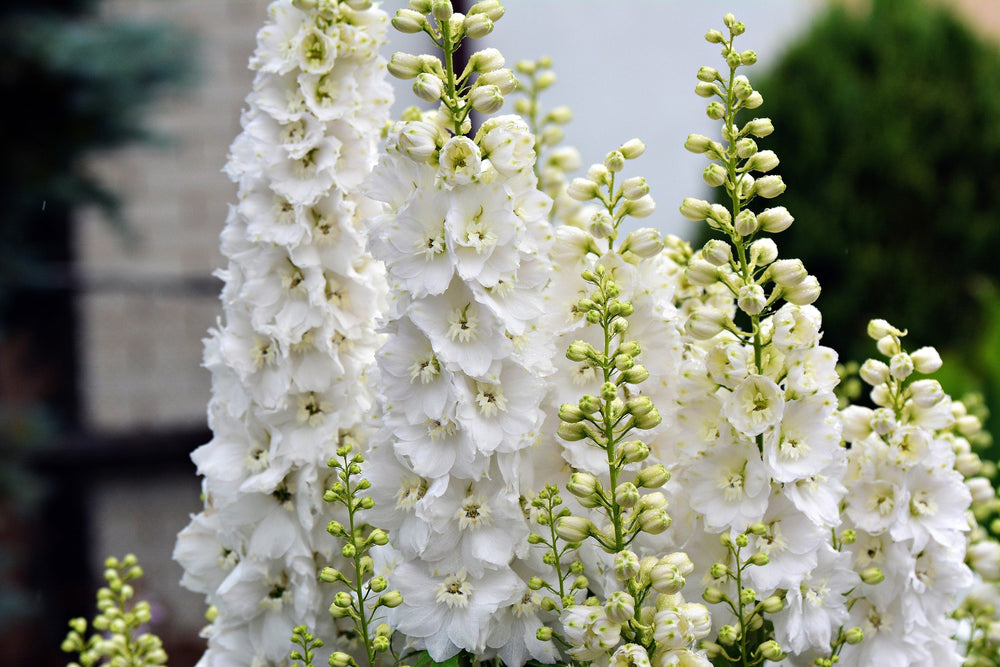 Giant Imperial White King Larkspur Seeds