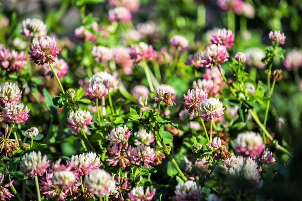 Pink and White Alsike Clover Cover Crop Seeds