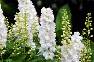 Giant Imperial White King Larkspur Seeds