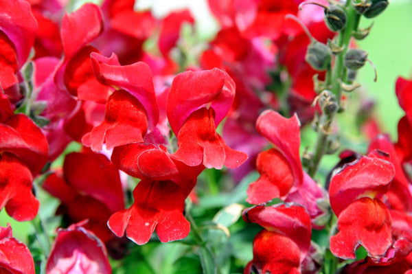 ’Ruby’ Snapdragon Seeds