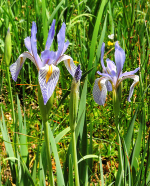 Missouri Iris Seeds
