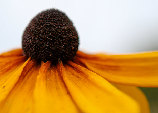 Yellow Coneflower Seeds