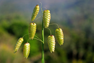 Quaking Grass Seeds