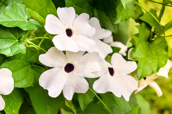 Black-Eyed Susan Vine Seeds - Mixed Thunbergia