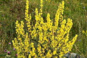 Yellow Verbascum Seeds