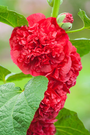Scarlet Double Hollyhock Seeds