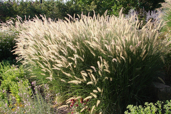 Chinese Fountain Grass Seeds