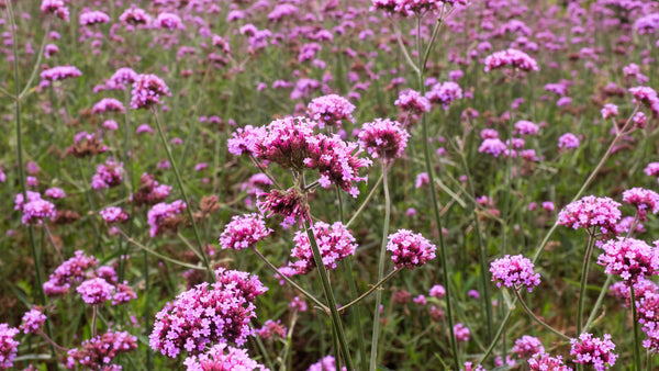Common Vervain Seeds