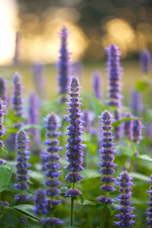 Blue Giant Anise Hyssop Seeds