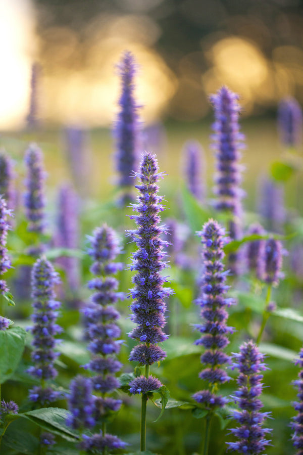 Blue Giant Anise Hyssop Seeds