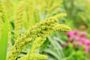 Lime Light Spray Millet Seeds