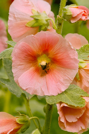 Peach Hollyhock Seeds