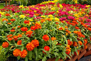 Dwarf Thumbelina Zinnia Seeds