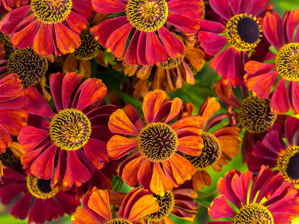 Helenium 'Autumn Leaves' Seeds